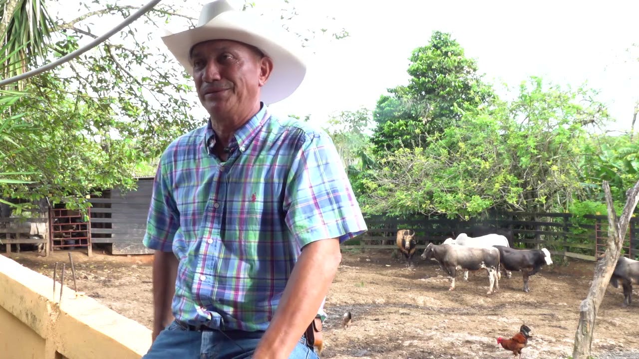 preparación de monta de toros para barrera