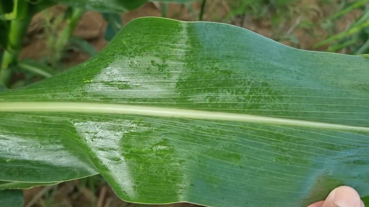 Fungicide spraying some corn, Rietbult South Africa