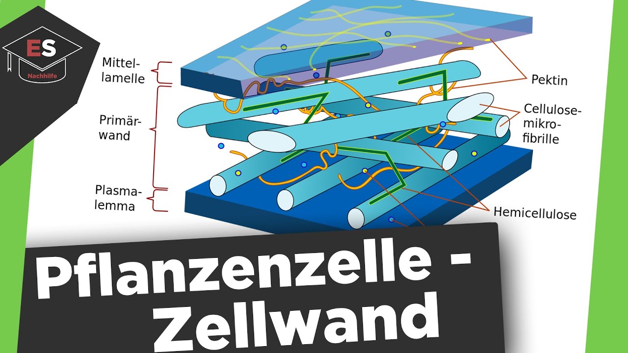 Die Zellwand - Bestandteile der Pflanzenzelle - Aufbau, Funktion - Zellwand einfach erklärt!