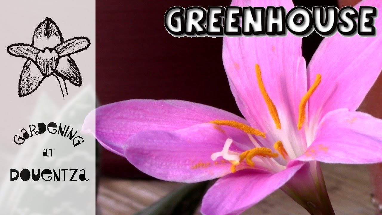 Greenhouse October Tour - rain lilies & bubblewrap