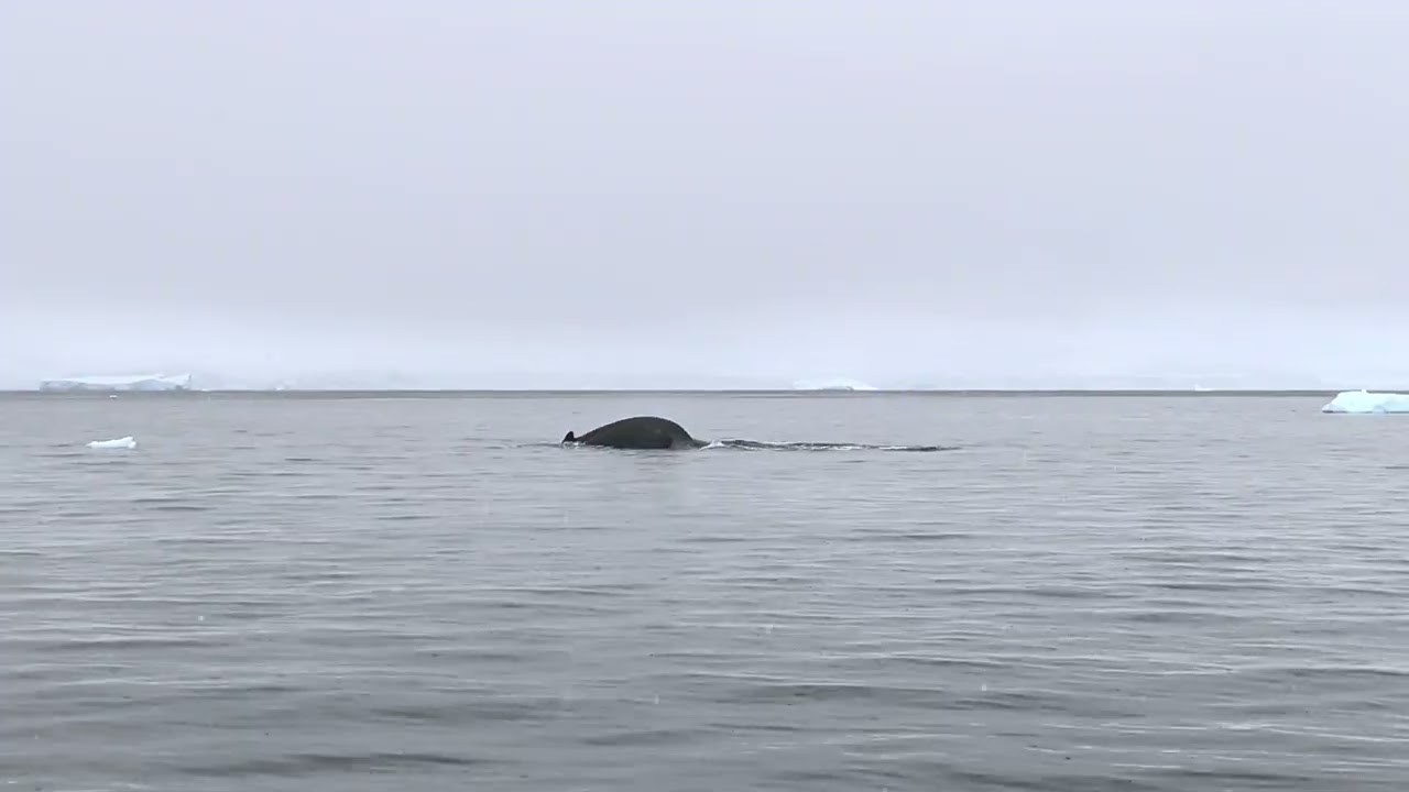 More whales clip on zodiac 