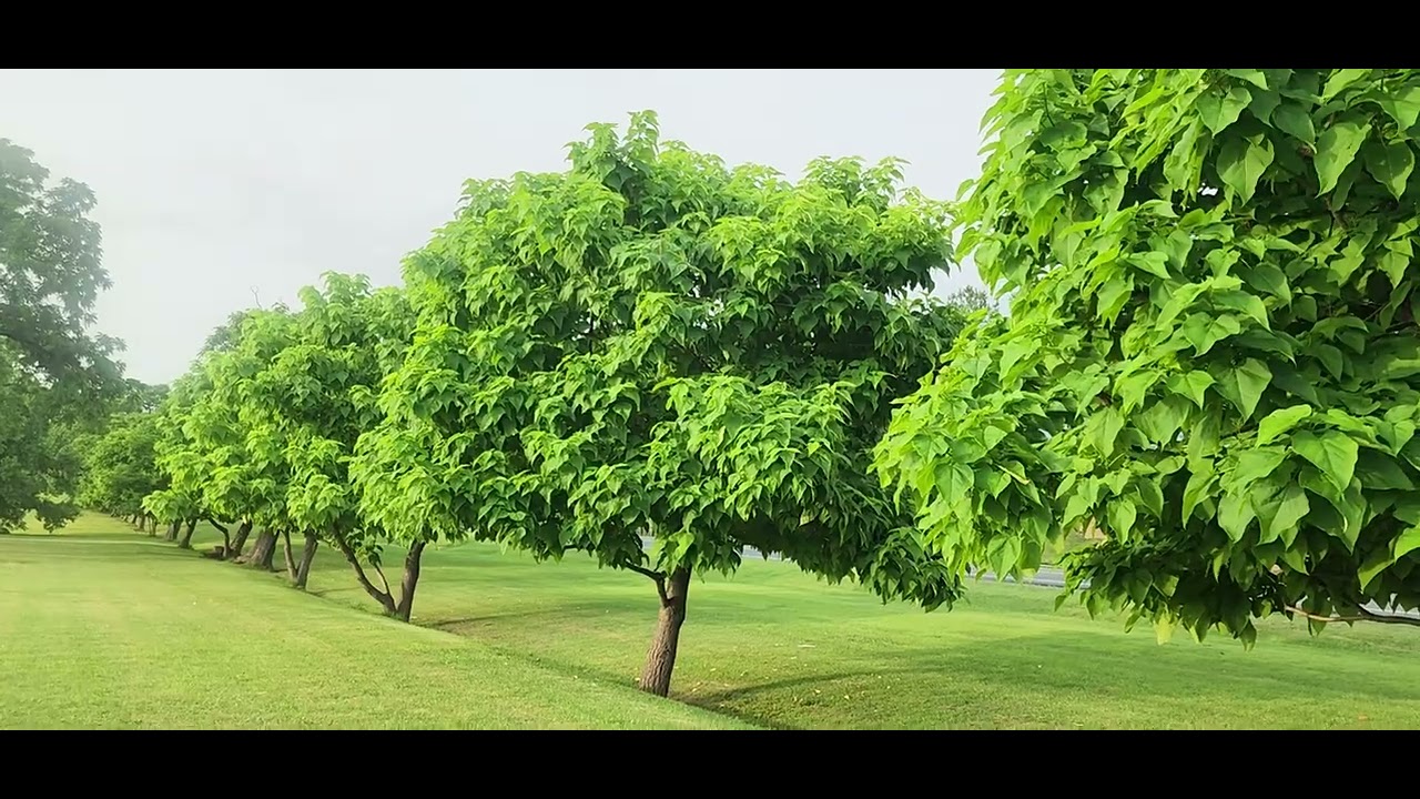 Beautiful scenery and lush greenery(అందమైన దృశ్యాలు మరియు పచ్చని వాతావరణం)