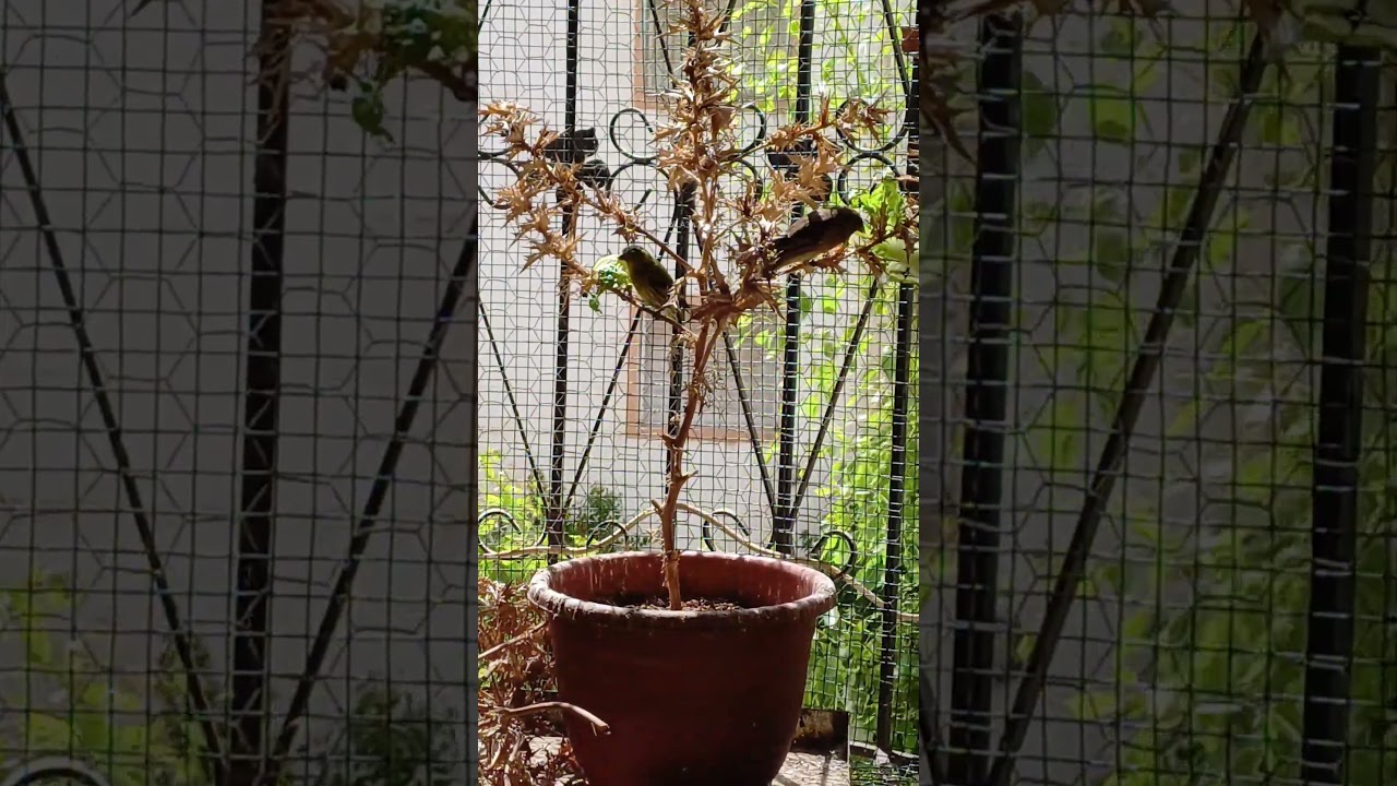 بتبتة لتهييج الحسون وتحفيزه على التغريد#goldfinch_song  #goldfinch  #chardonneret_&eacute;l&eacute;gant #birds