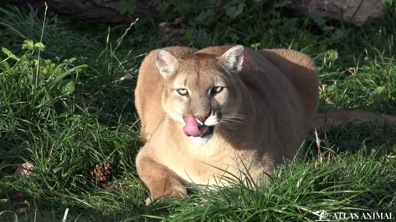 Puma en 4K- Cougar 4K