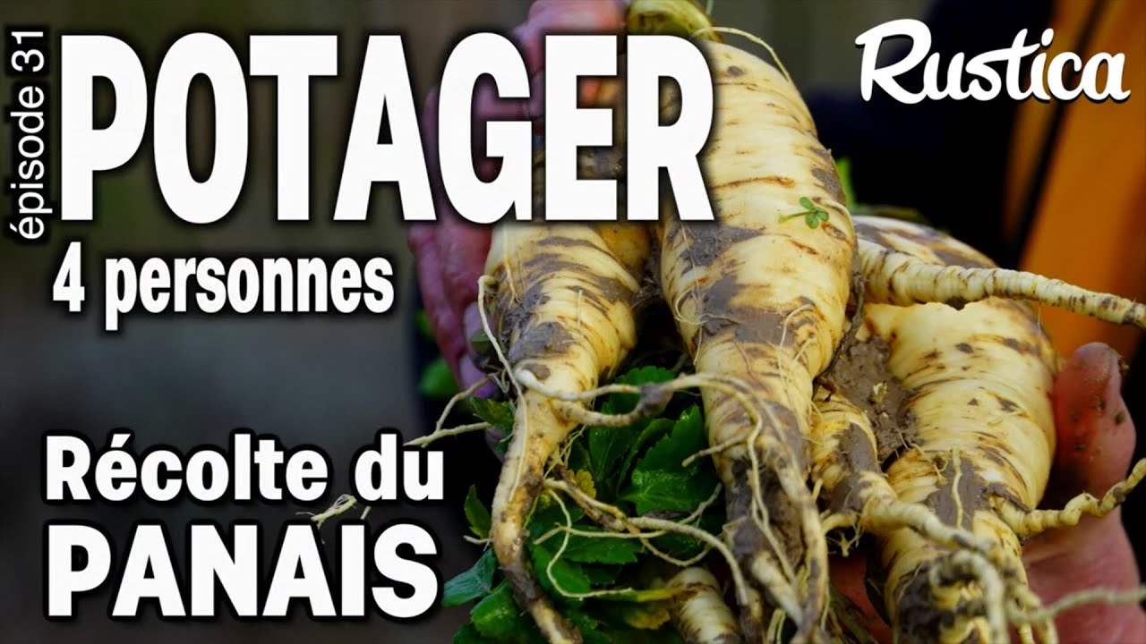 Potager pour 4 Personnes -31 récolter le panais