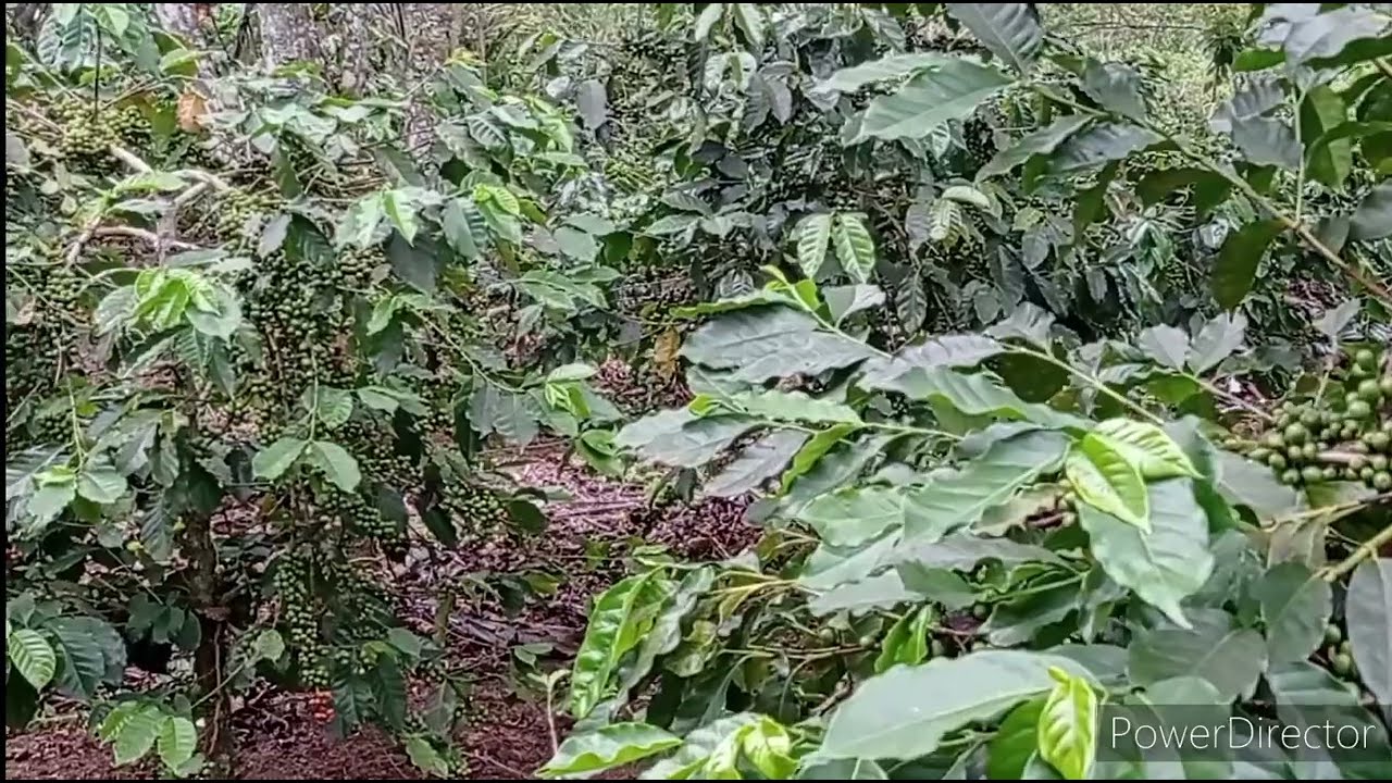 perawatan kopi arabika