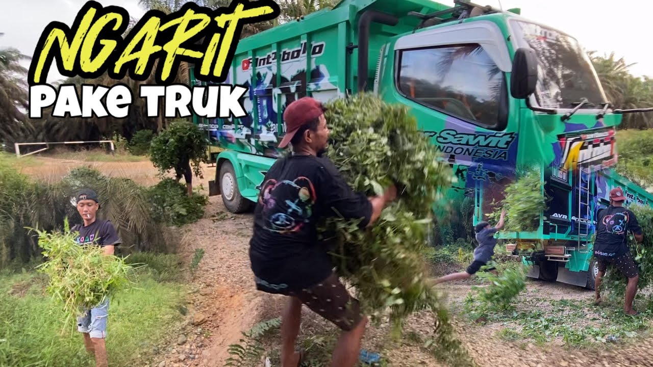 Truk di pake buat ngarit..!! Mumun punuk kenak marah