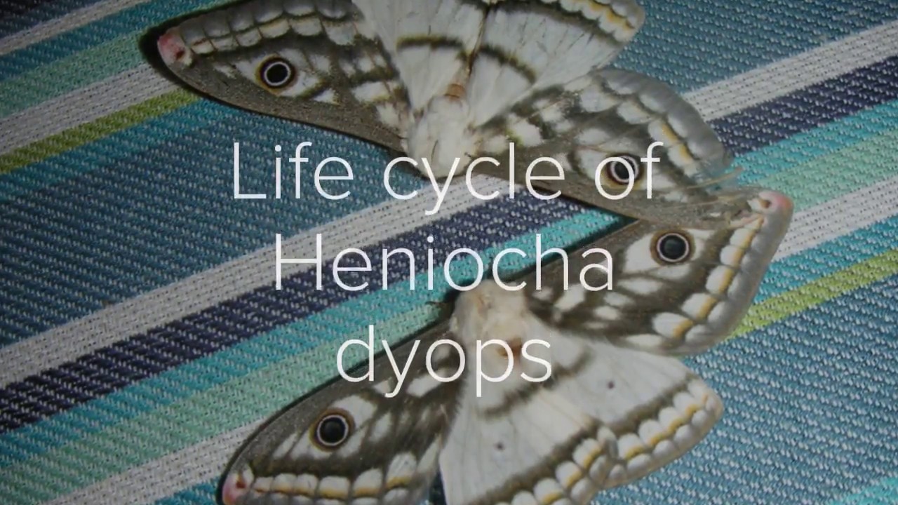 Life cycle of the African Saturniid moth Heniocha dyops