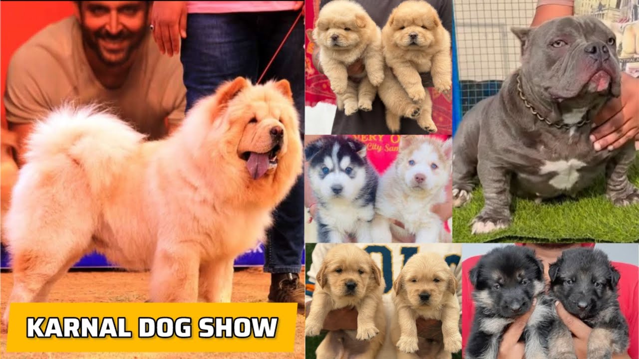 LATEST DOG SHOW IN KARNAL 2024 || PUPPY MARKET IN KARNAL (HARYANA) 2024 ||