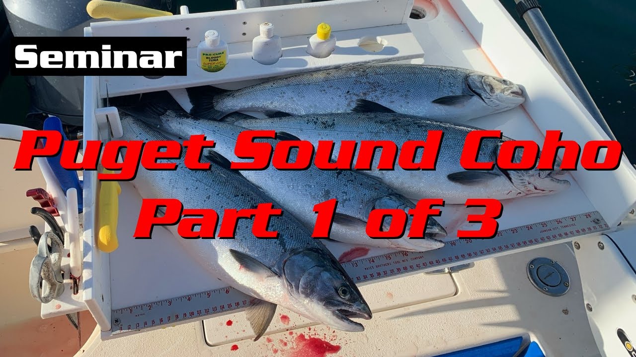 Puget Sound Coho  Part 1 of 3