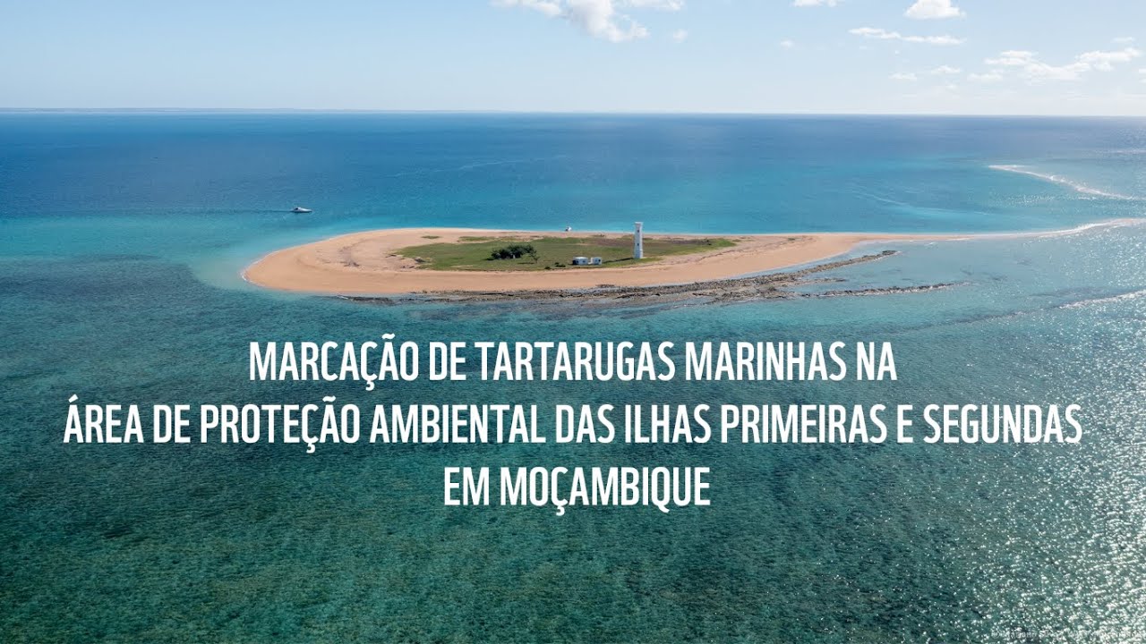 Marcação de Tartarugas Marinhas na APAIPS - Versão Sumária