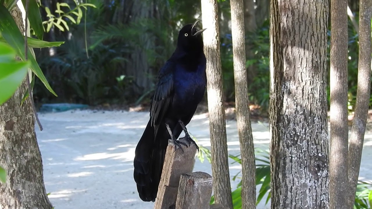 Great-tailed Grackle making Camera motor sounds