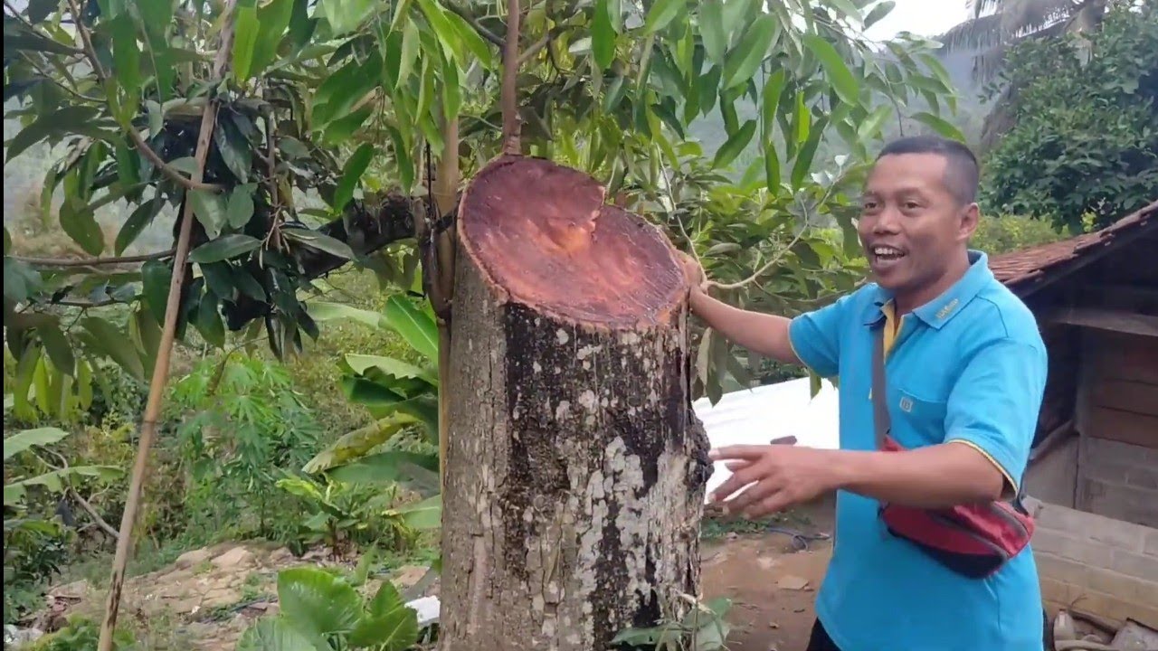 Teori Top Working pohon durian Oversize ala Mat Tukul.