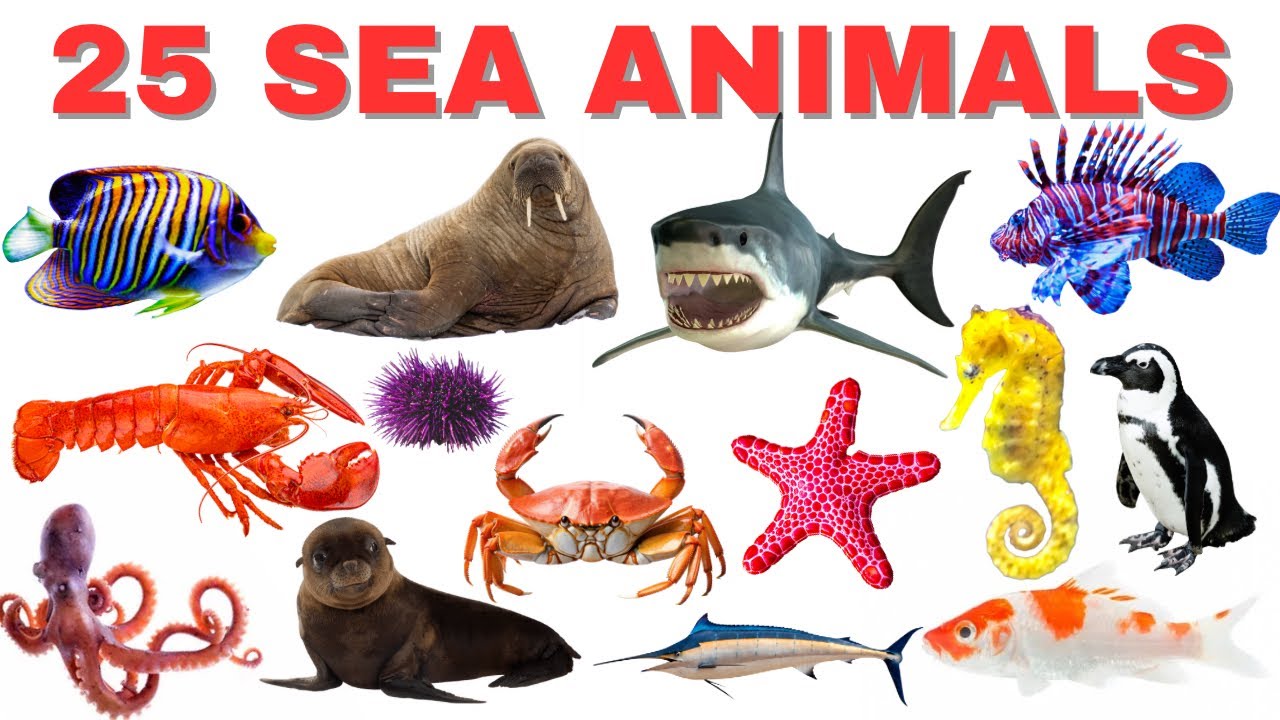 25 Sea Animals Names in English | Fun Facts | Educational Videos for Kids/Toddlers