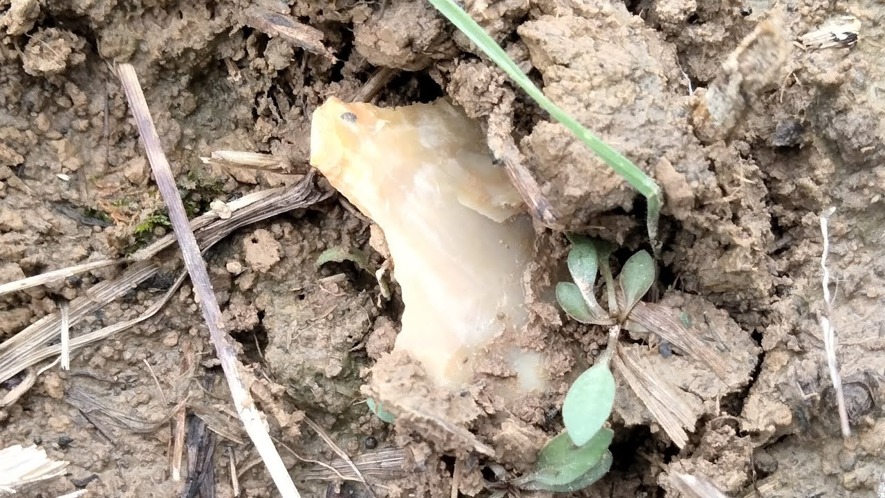 Dalton, Clovis, and More! - Arrowhead Hunting Missouri