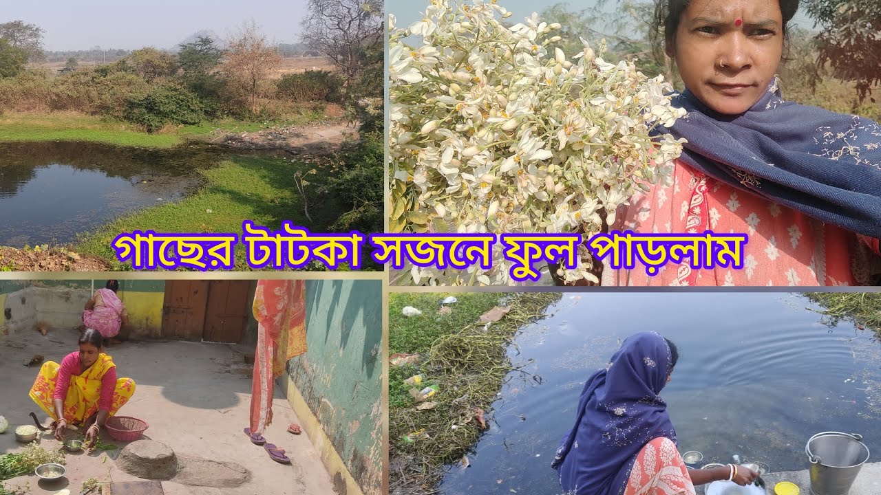 🌿গাছ থেকে টাটকা সজনে ফুল পেড়ে রান্না করলাম ✅#shorts #ytshorts #viral #trending #dailyvlog 🏡🏡