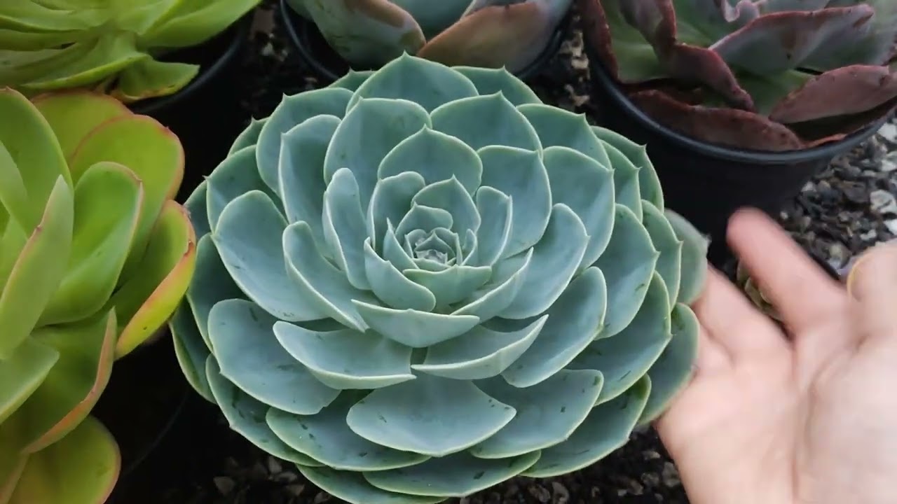 Gibbifloras do catálogo de outubro 🥰🙌🏼