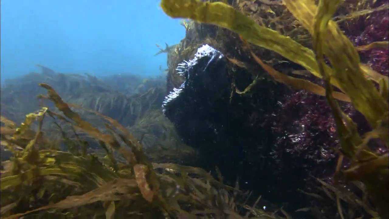 Ocean Odyssey 2010 720p part 1 (HD)