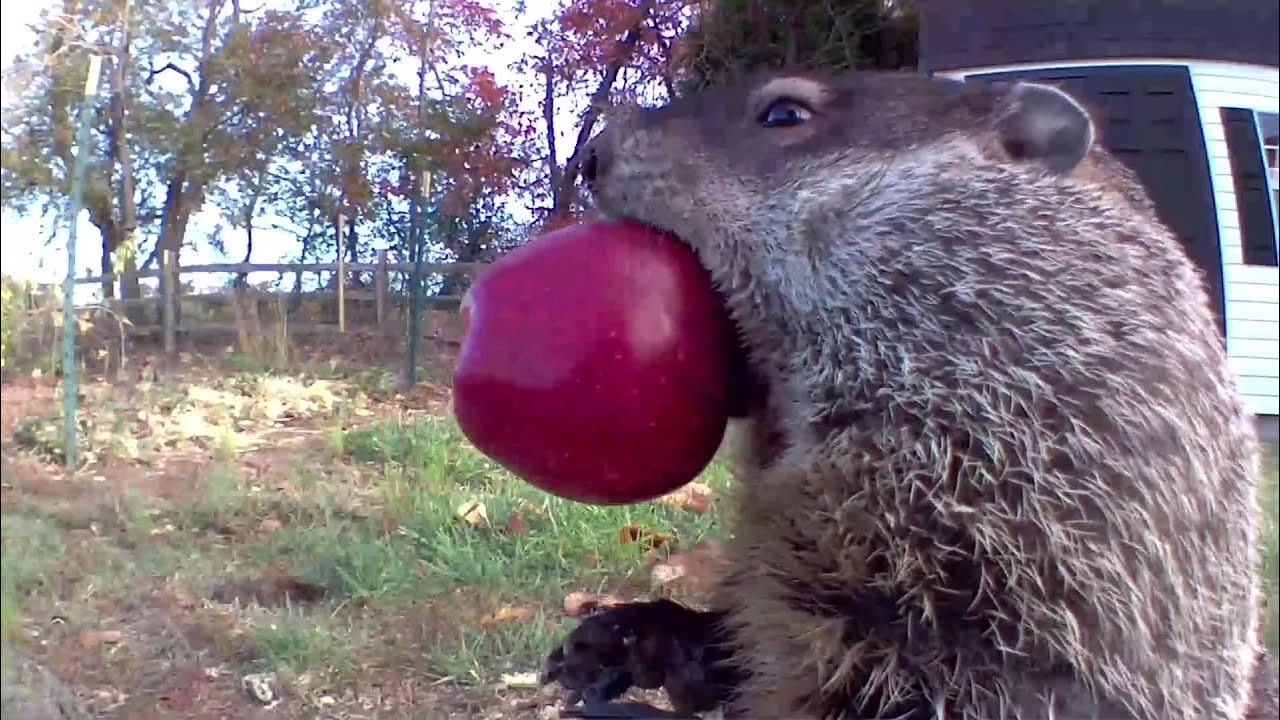 Chunk's Greatest Red Apple Moments Of Season 1