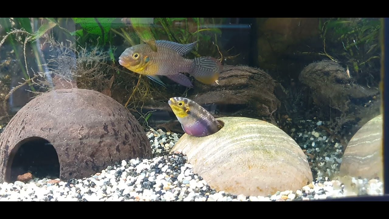 Pelvicachromis subocellatus Moulondo