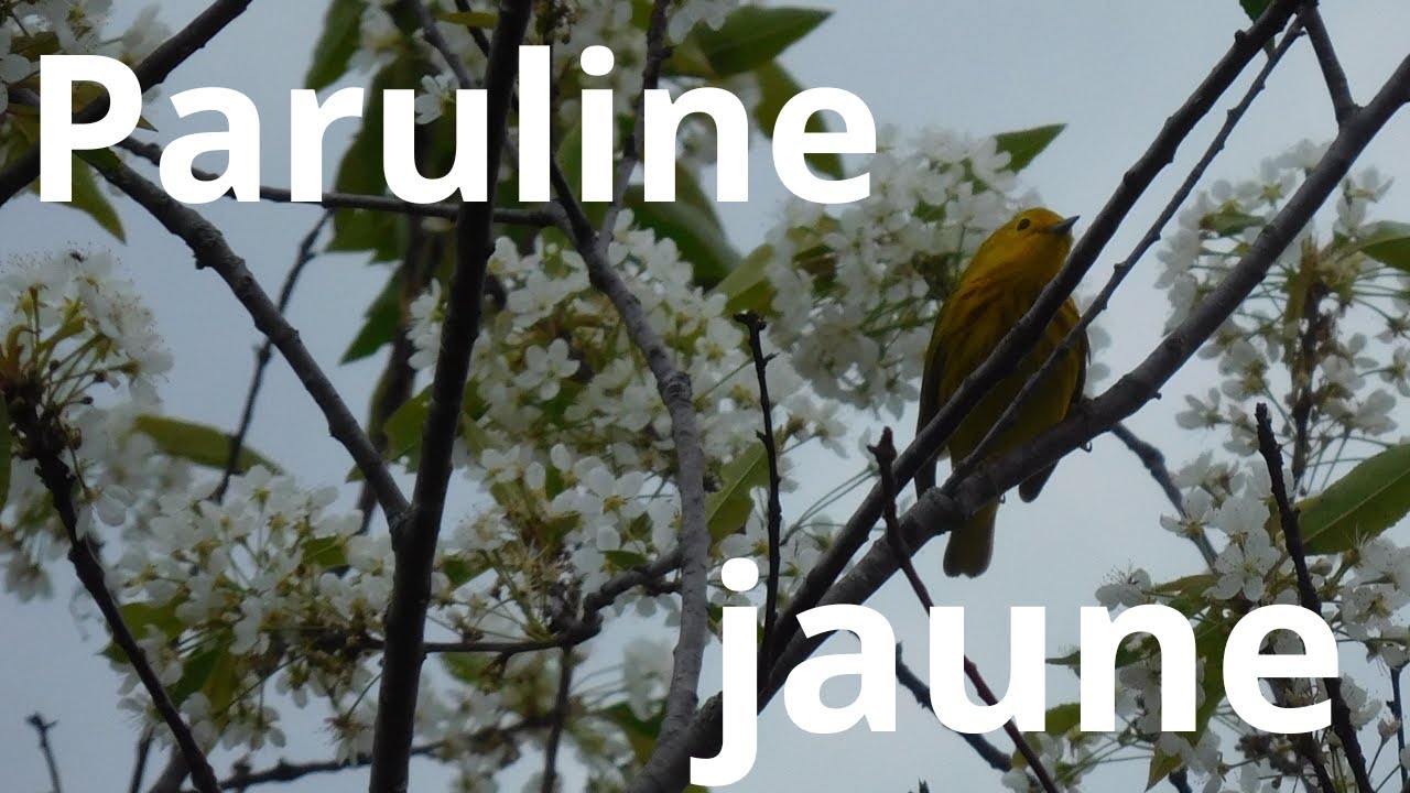 Le chant d'une paruline jaune