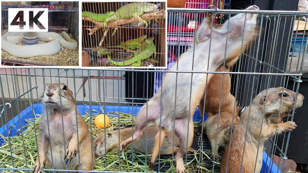 [4K UHD] Walking around Chatuchak Pet Market & Fish Market in Bangkok, Thailand