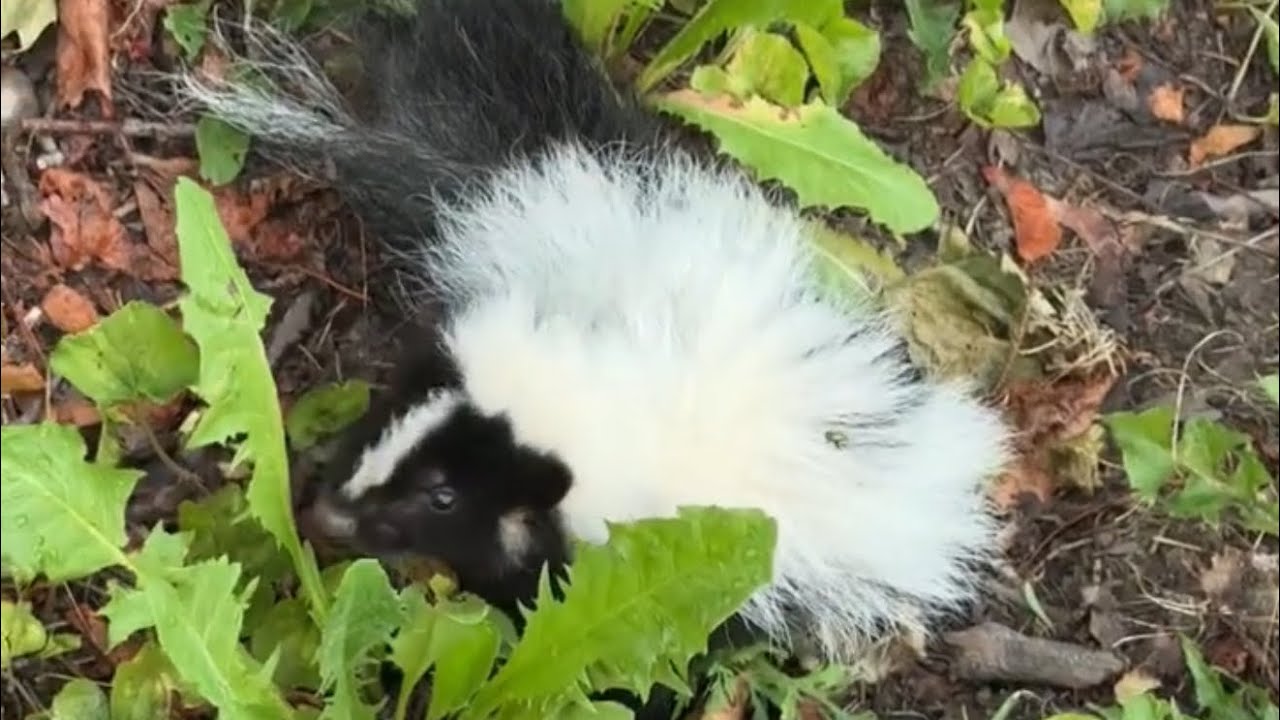 Скунс 😅Малыш скунс у нас во дворе ❗️❗️❗️