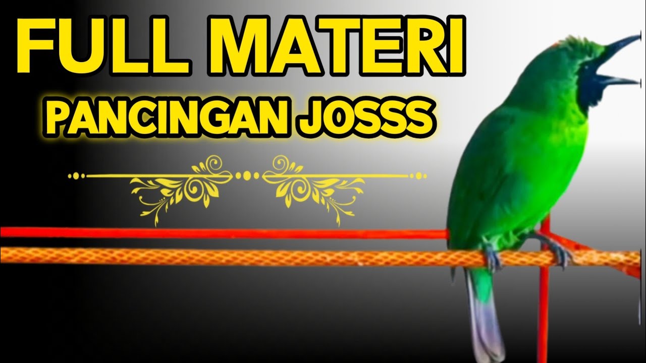 Cucak Ijo Gacor Memancing Lawan Aagr Emosi dan Jamtrok! Cykyp 5 Menit Lawan Langsung ON