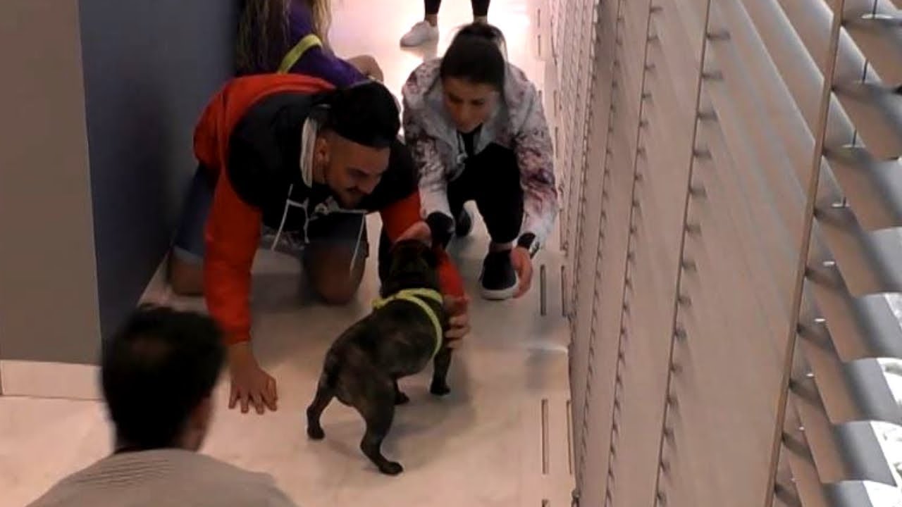 Pies Igora w Domu Wielkiego Brata! To zadanie nie było łatwe [Big Brother]