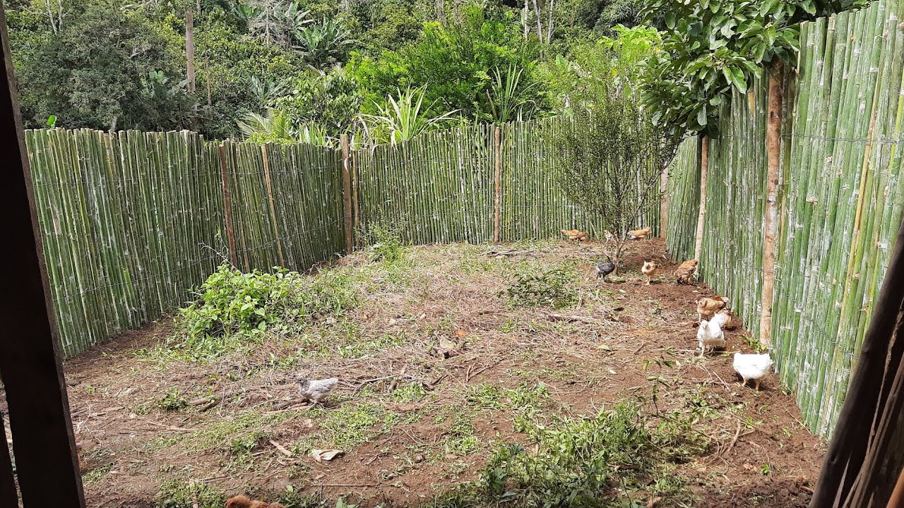 CONSTRUÇÃO DO GALINHEIRO DE BAMBU  na roça