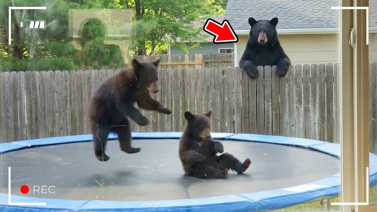 誰も見ていないと思った瞬間…動物たちの本性がバレた37選