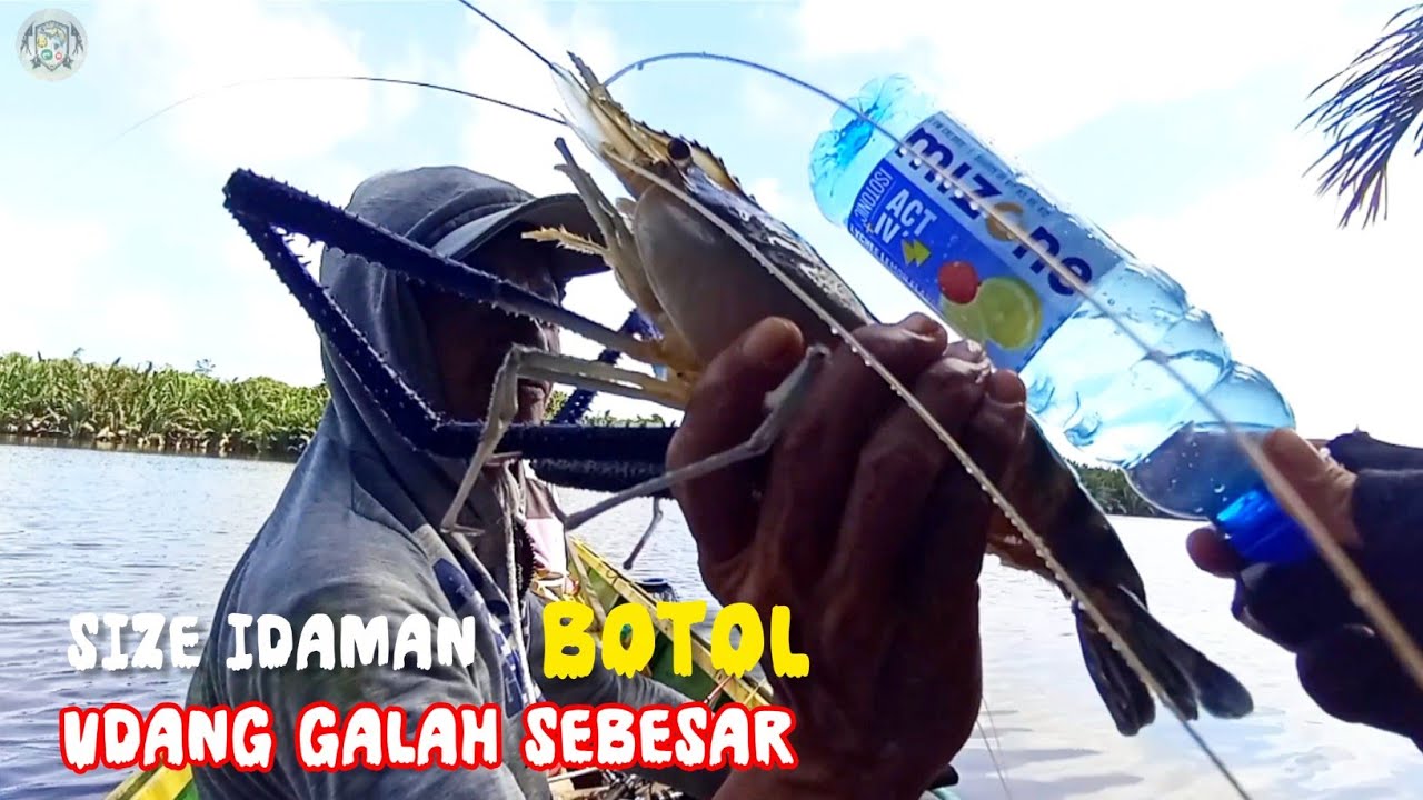 UDANG GALAH BESAR BERHASIL LANDED !! MANCING UDANG DI SUNGAI PELANDOK