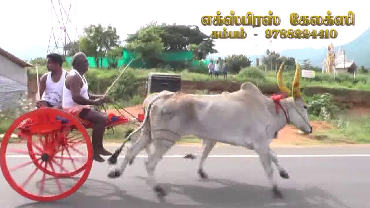 Rekla Race-2017/10/27 Theni District Gudalore(கரிச்சான்)