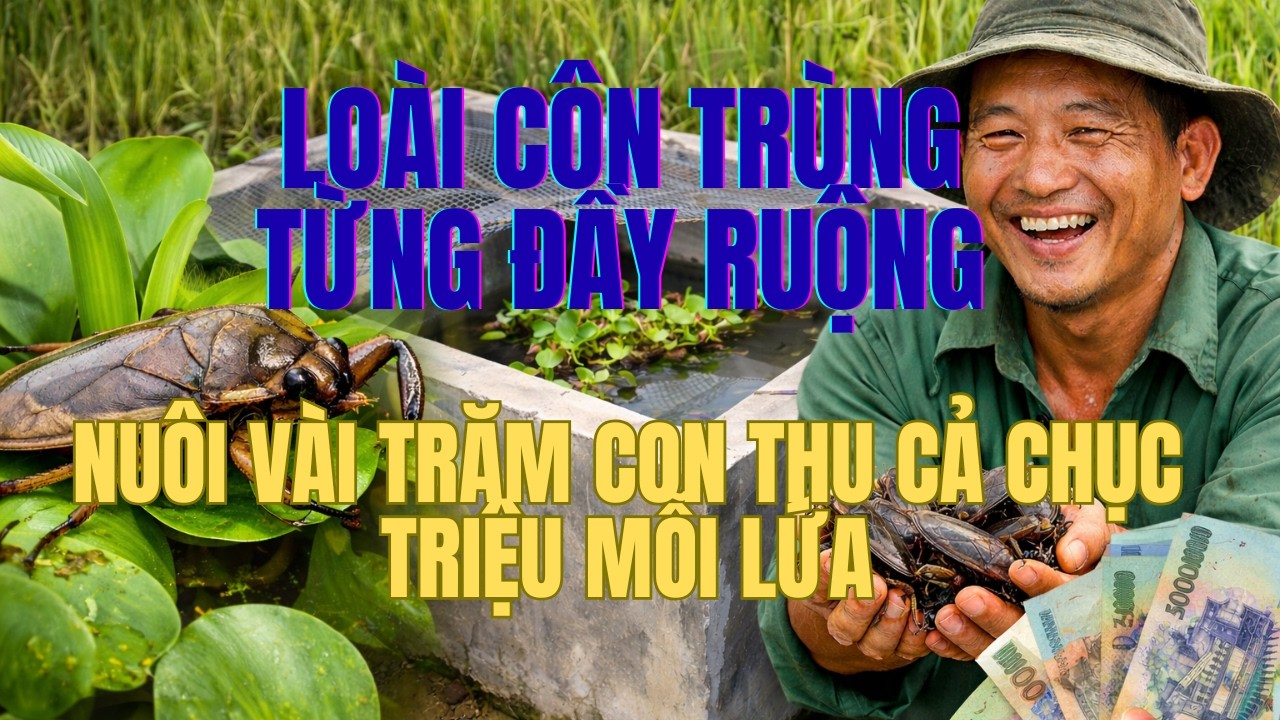 Thoát nghèo từ loài vật từng sống đầy ở đồng quê nay trở thành đặc sản  | Về Quê Làm Giàu  !