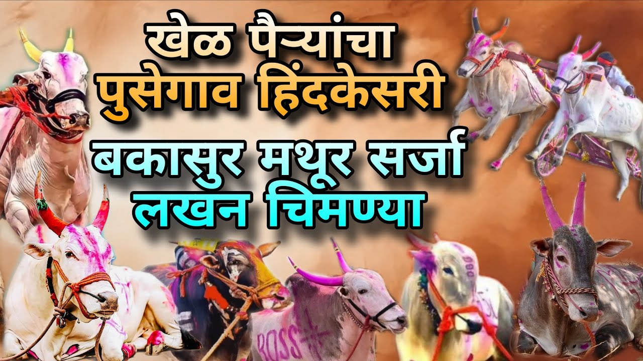 खेळ पैऱ्यांचा बकासुर मथुर सर्जा लखन चिमण्या पुसेगाव हिंदकेसरी #bakasur #mathur #bailgadasharyatlive