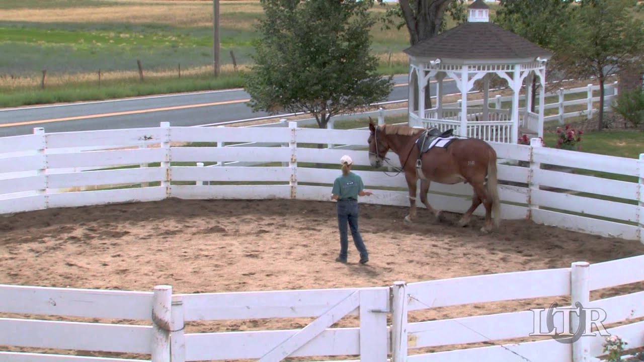 LTR Training Tip #36: Using the Elbow Pull During Leading Training
