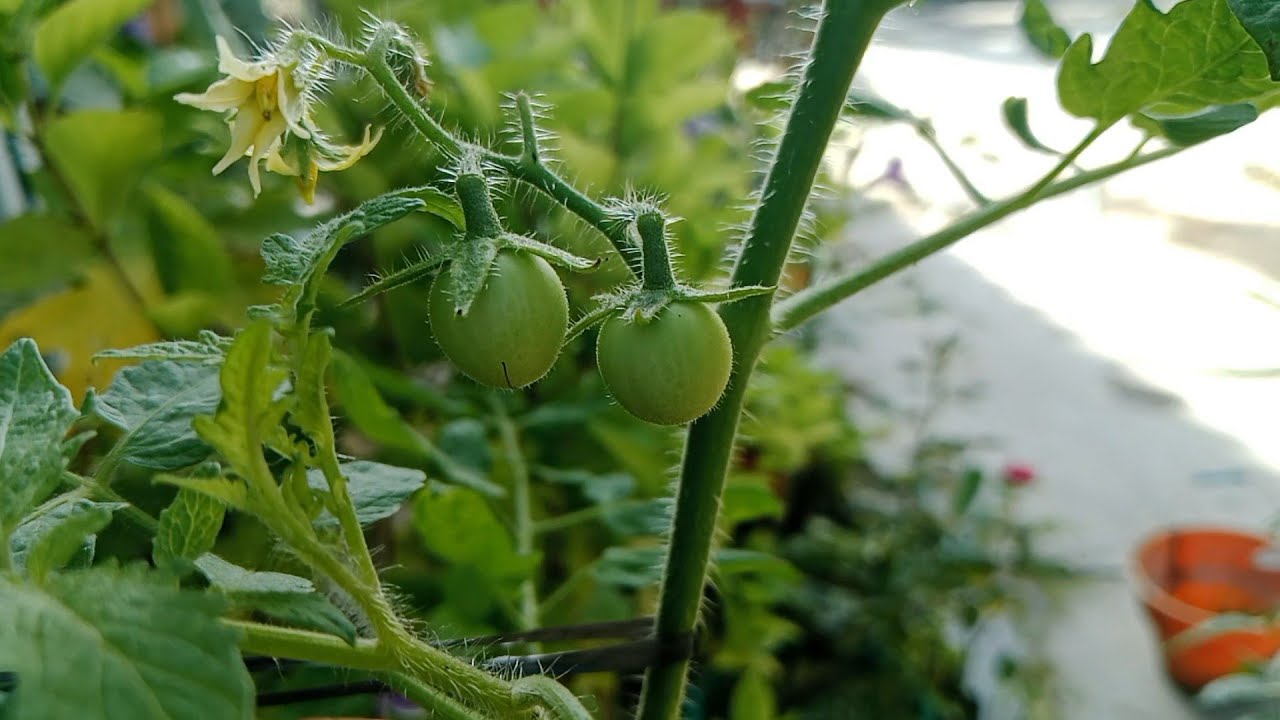 Cara Aplikasi Mulsa Organik pada Pot Tanaman. Belajar Berkebun Organik
