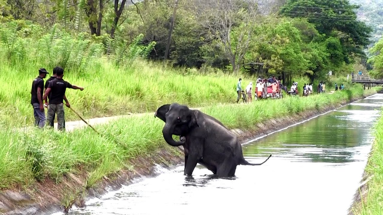 Elephant stuck in a canal rescued by heroic villagers | faith of humanity restored