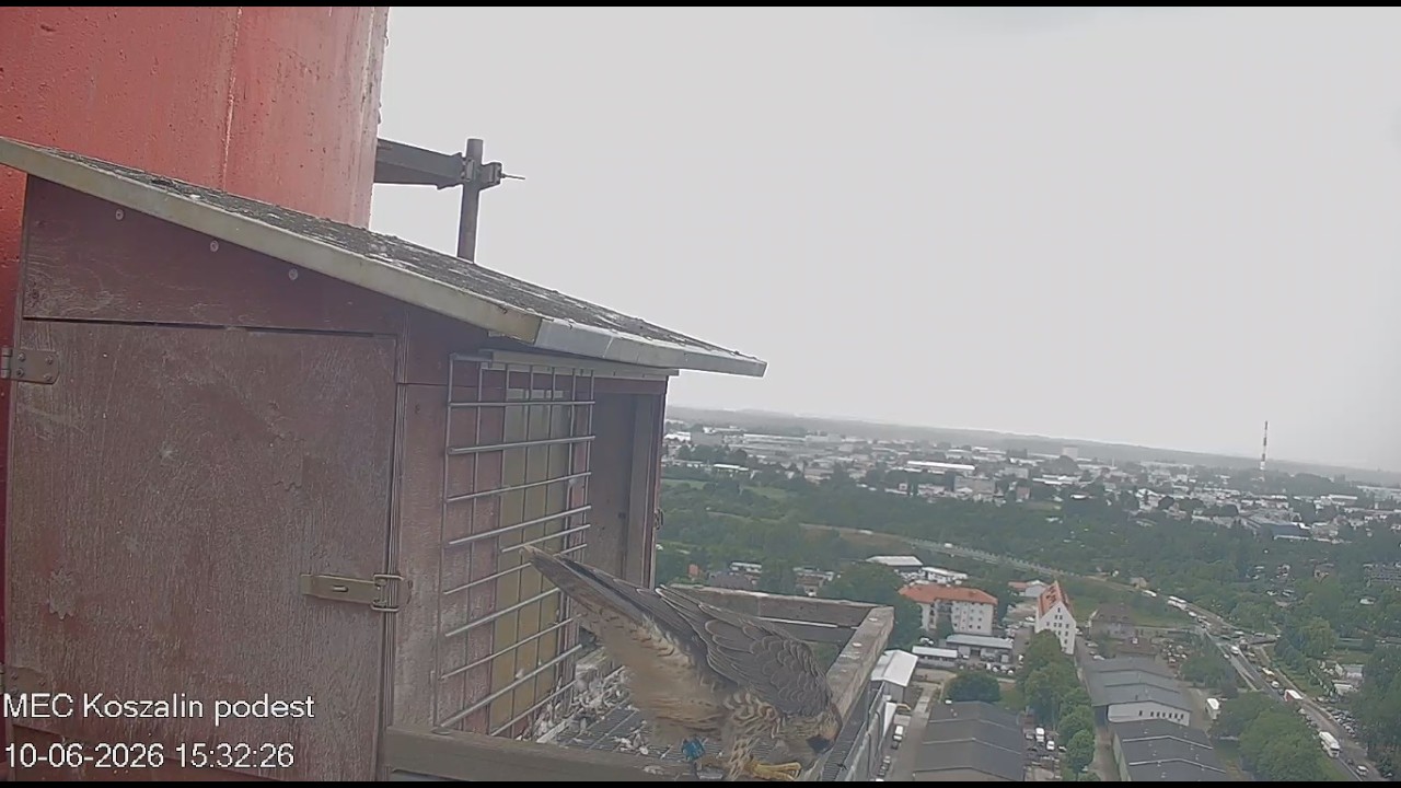 Koszalin 10 06 2026 6 ~ młody 1NX na chwilę, coś jadł dzi&oacute;b wycierał