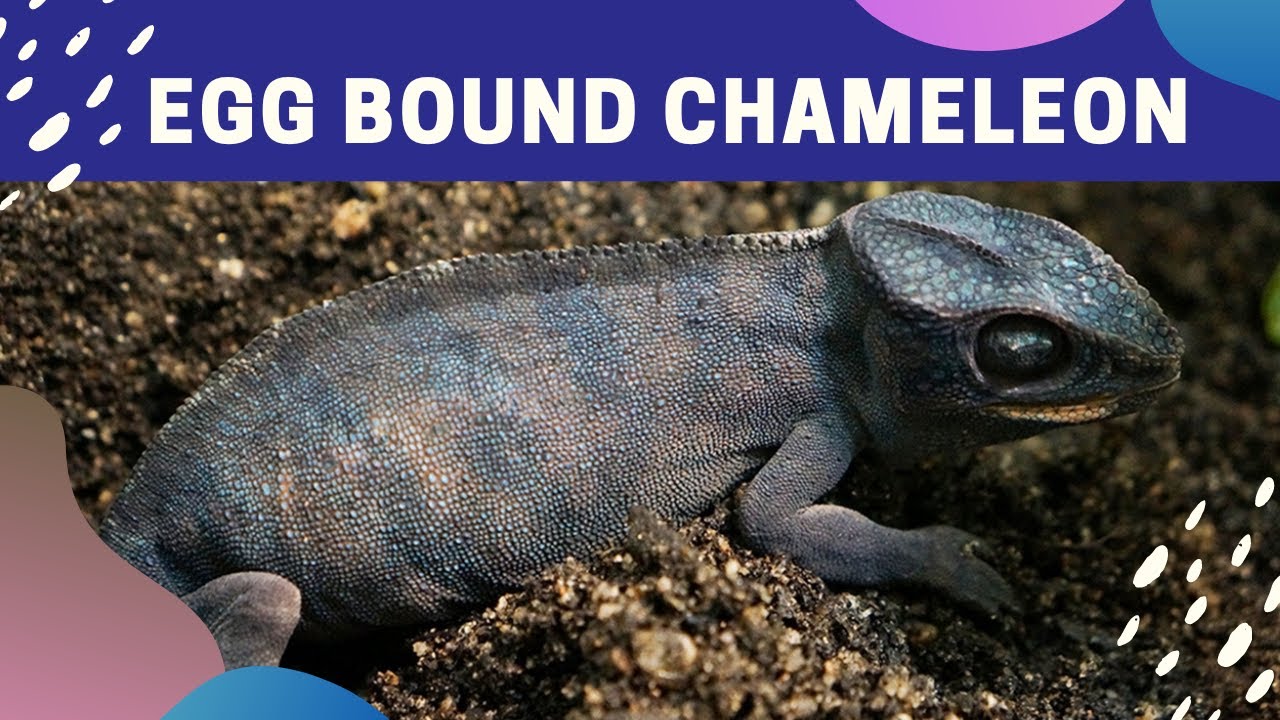 How to Identify an Egg Bound Chameleon?