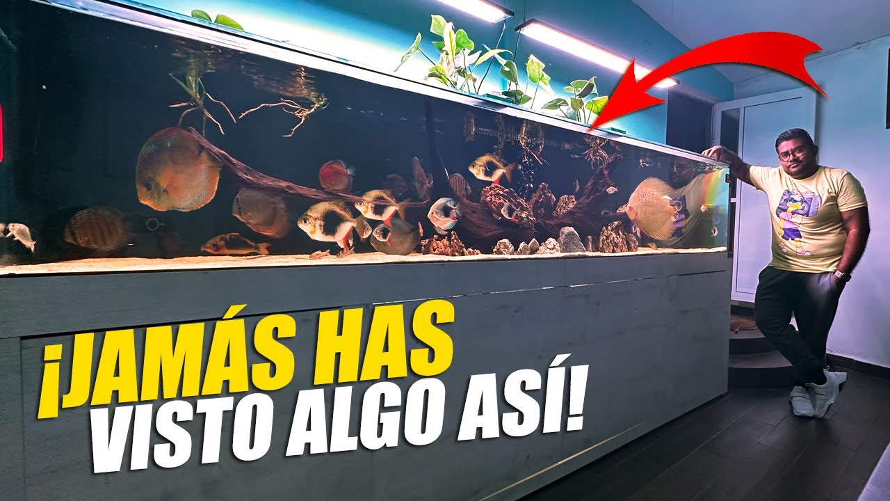 Los Acuarios GIGANTES De Davii Drumz 😱