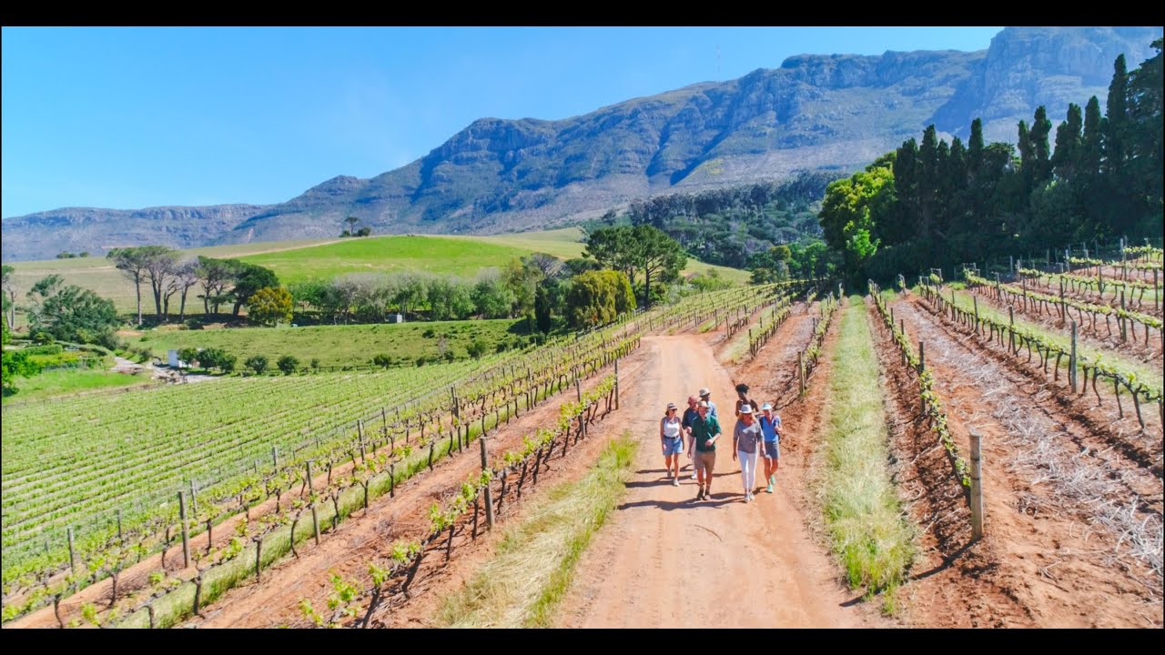 The Constantia Wine Walk