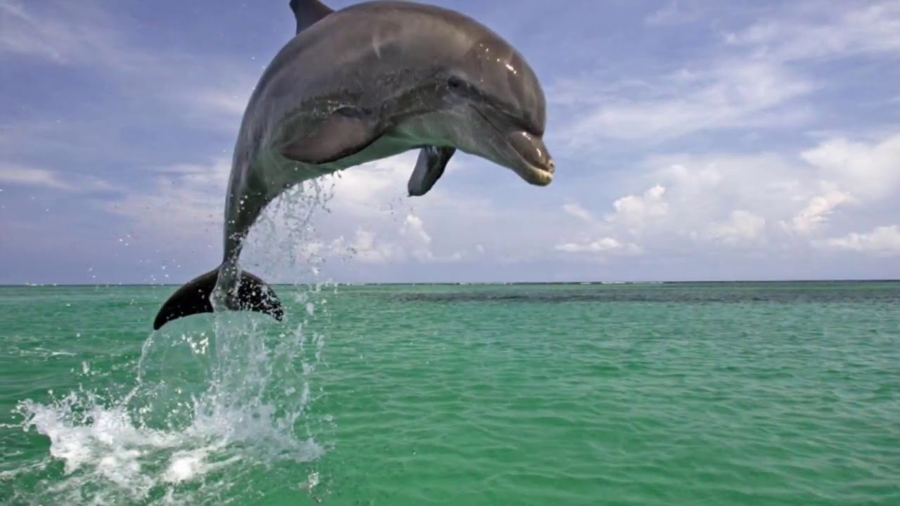 Medwyn Goodall - The Dolphin And I
