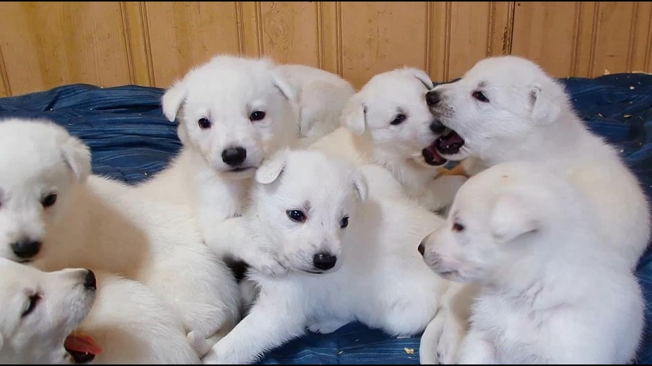 White German Shepherd Puppies 4-weeks-old | Redford, MO