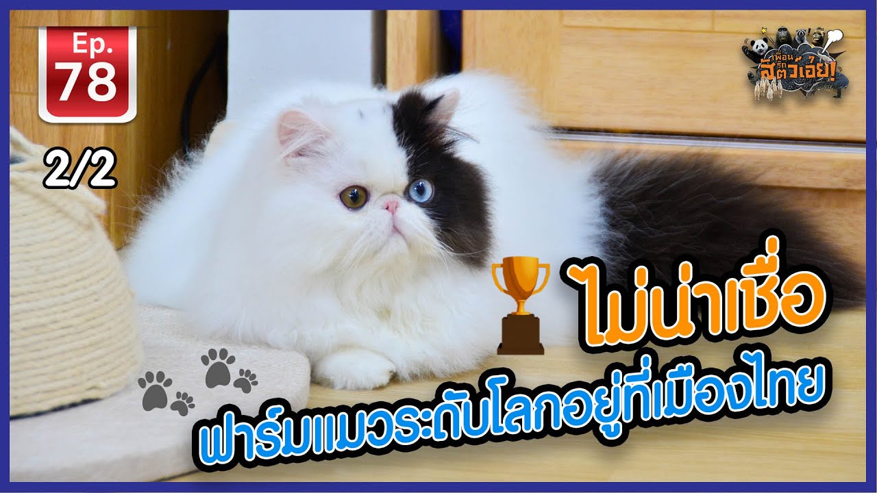 Cat farm ไม่น่าเชื่อฟาร์มแมวระดับโลกอยู่ที่เมืองไทย - เพื่อนรักสัตว์เอ้ย EP.78 [2/2]