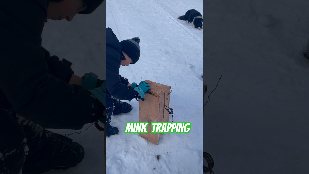Trapping Mink: Finding Tracks & Setting Traps #trapping #mink #conibeartrap