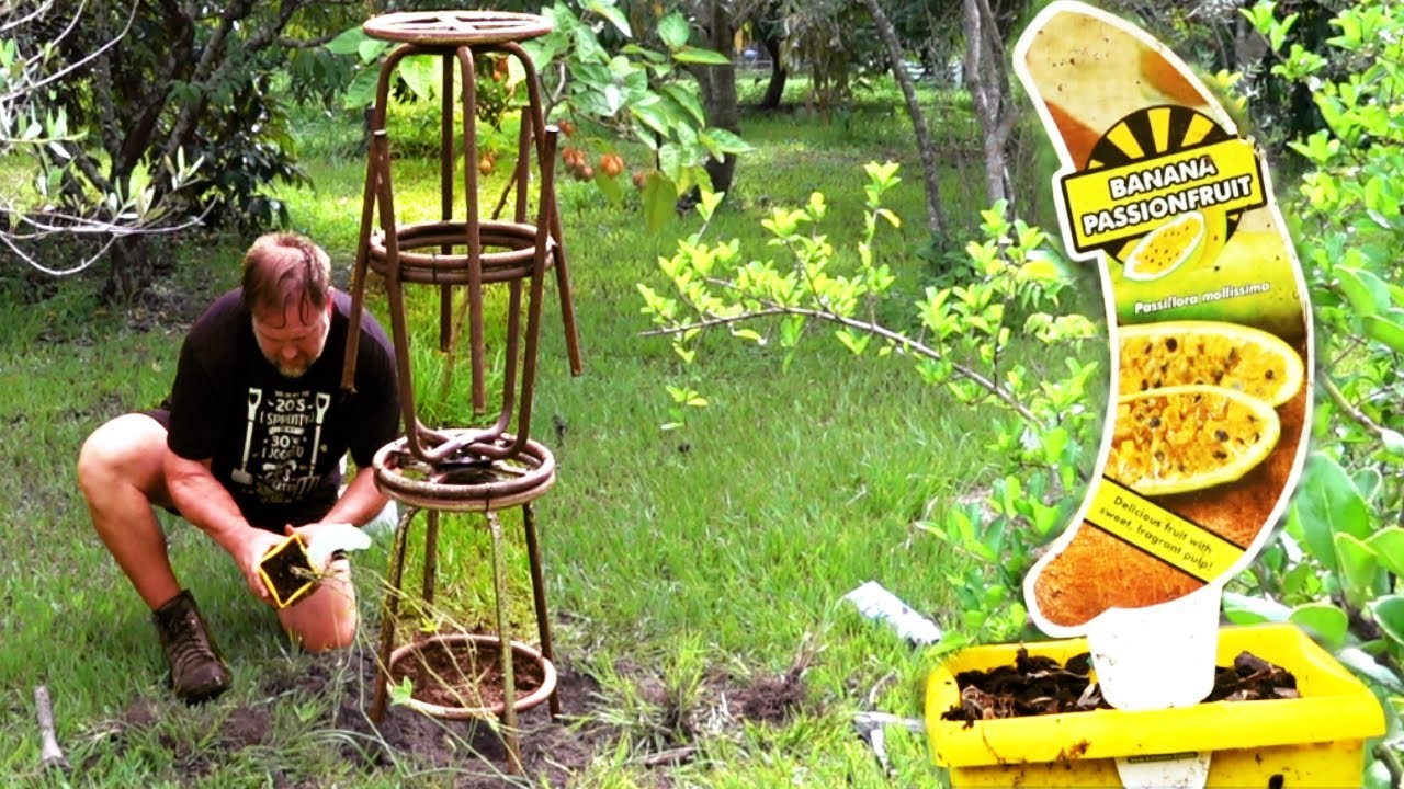 How to Make a Trellis for Banana Passionfruit Using Bar Stools | Upcycling