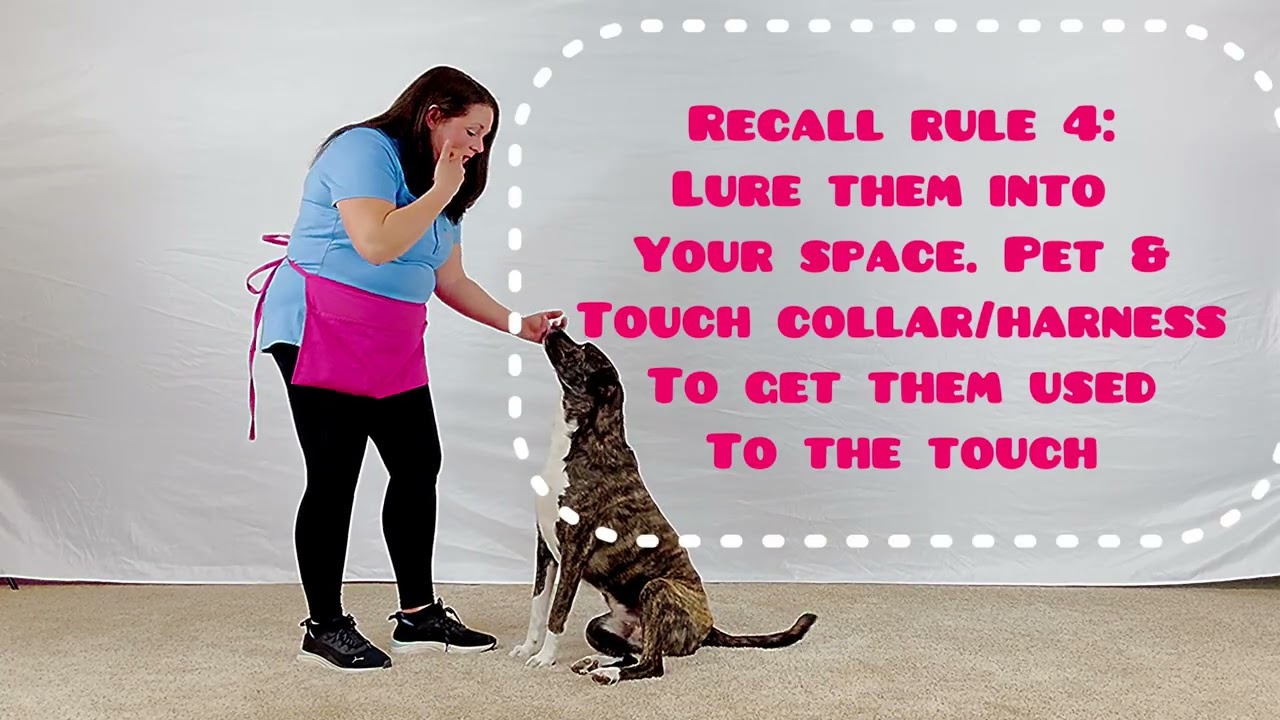 Teach Your Dog to Come When Called | Name Recall Training Step by Step