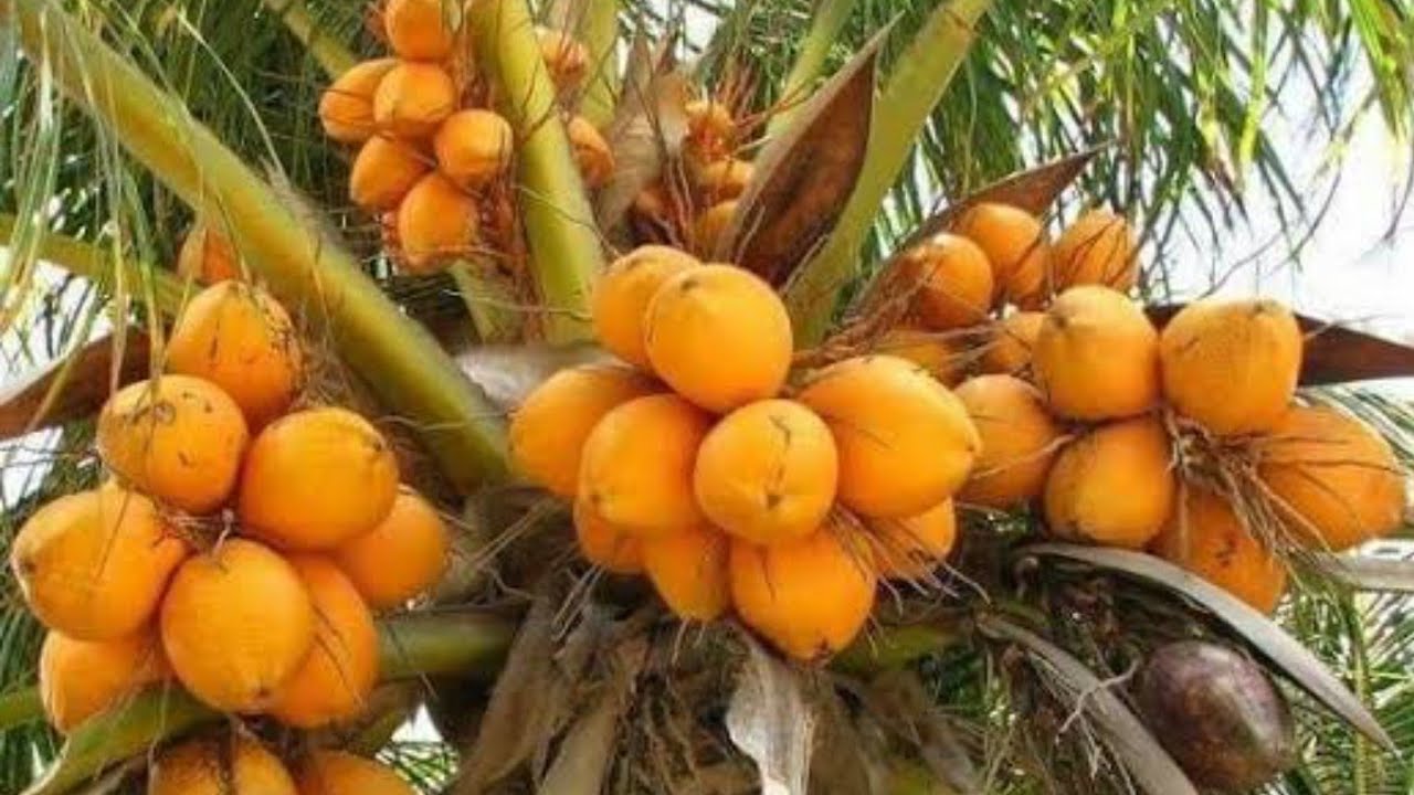 Novidade na chácara, coco amarelo