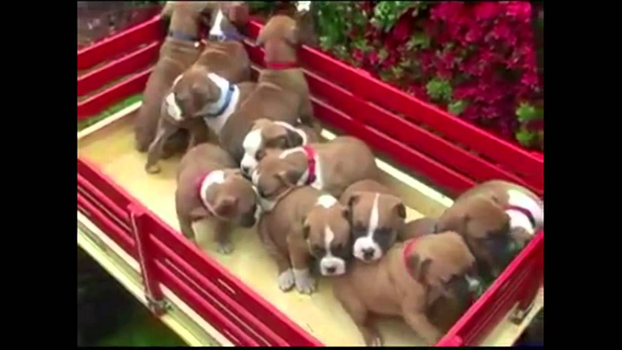TOP 10 CUTEST BOXER PUPPY VIDEOS OF ALL TIME